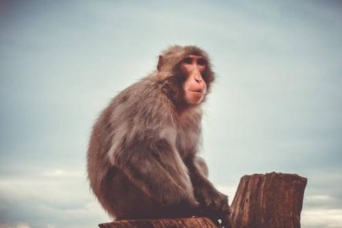 80屬猴金命起什麼名字好,金命人如何起名字好?