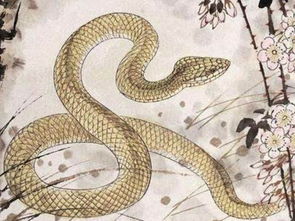 屬蛇能帶大鵬金翅鳥,供奉大鵬金翅鳥口中沒有蛇那尊有什麼緣起