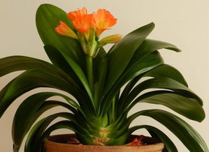 屬火人群適合養什麼花,魚缸能擺放在正沖進戶門嗎