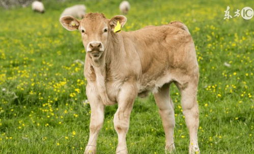 屬羊和八字喜金樓層,如何根據不同的出生年份列出居住樓層數的喜忌?