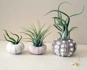 空氣鳳梨的風水屬火嗎,菠蘿屬上火水果還是下火水果