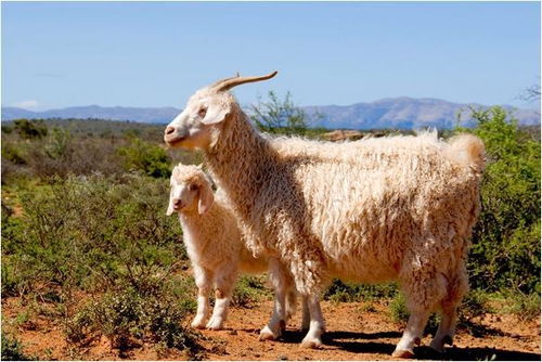 屬羊金命起什麼名字,金命年屬羊起個什麼名?