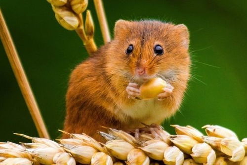 今日屬金還是屬土,今天在易經中是十二生肖哪個日