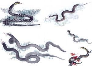 屬虎火命和屬蛇木命結合,木命蛇和火命虎能結婚嗎