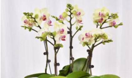 屬火的花器有什麼,屬火的傢具有什麼?