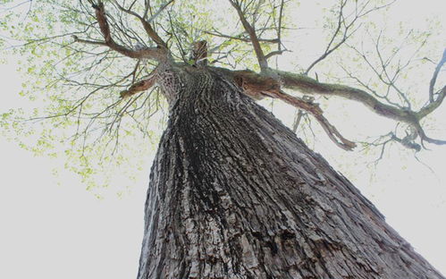 梓五行屬木還是火,梓的五行屬性和意思
