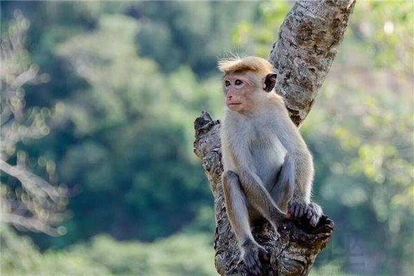 屬猴1992劍鋒金命詳解,1992年屬猴是什麼命