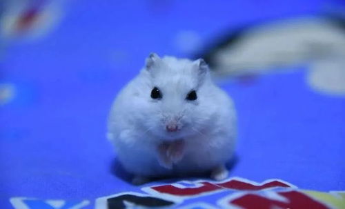 鼠五行屬金12月初一,一九九六年臘月初一下午出生的是什麼命