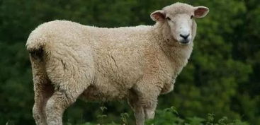 缺金缺土有哪些名字屬羊,羊年出生的男孩,生辰八字缺金,還缺土,取什麼名字好?