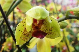 屬火的植物蝴蝶蘭,蝴蝶蘭的風水學應用有哪些?