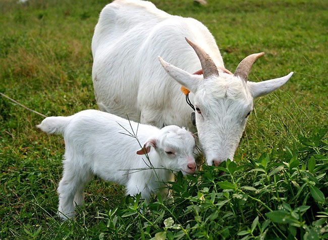 火命屬羊配什麼車顏色,屬羊人的婚姻與命運