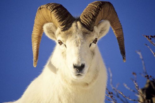 79羊什麼命五行什麼命,七九年羊什麼命