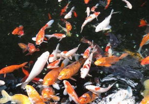 五行屬火養幾條魚最招財,養風水魚的數量是多少