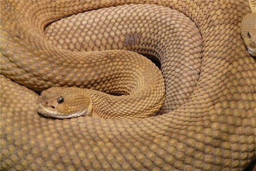 1977到底屬火還是屬土,1977年是什麼命,1977年出生是什麼命