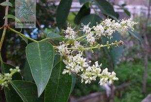 亮金女貞屬什麼科,什麼叫「女貞屬植物」