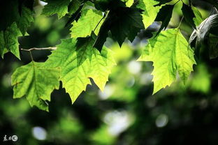 癸丑八字是屬木嗎,各位大師幫算一下八字,命中缺什麼1989農歷5月19日丑時出生補?