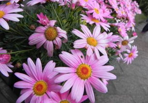 帶口和釒字旁五行屬金的字,桭字五行屬什麼