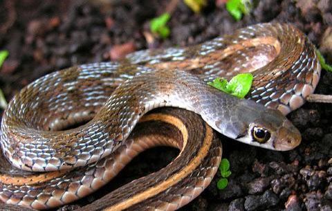 屬蛇火命戴黃金好嗎,65年屬蛇陰歷7月11日女孩子能帶金貔貅嗎