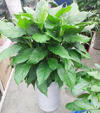 萬青五行屬什麼,萬年青用途