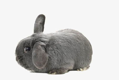 戴兔金手鏈屬兔的,2011兔年本命年要佩戴什麼好