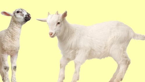 為什麼說屬羊人五行屬金,屬羊缺金是什麼意思