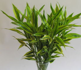 屬兔火命的人養富貴竹養幾株,屬兔的家裡栽幾棵富貴竹好?