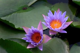 屬火人可以養睡蓮嗎,睡蓮指什麼生肖