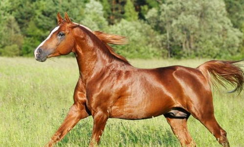 屬火馬女人花心嗎,哪些生肖表面老實,實際卻很花心