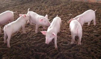 五行屬金適合養豬,如何根據生肖來選擇辦公台的顏色呢?