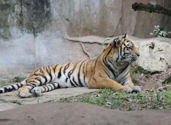 98屬虎本命適合戴金嗎,屬虎本命年戴什麼生肖的金飾品好?