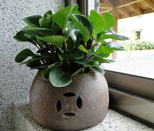 有屬金盆栽樹嗎講風水,屬金屬木盆栽