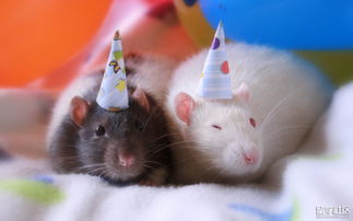 屬鼠的土命和屬豬的金命克嗎,男的屬鼠女的屬豬生個什麼屬相的寶寶好