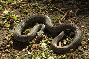 金蟾適合屬蛇女人戴嗎,適合請金蟾招財么?女,1986年10月7日,九月初四,晚上九點多愛問