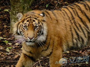 屬虎的金箔金命養貓行嗎,屬虎和屬兔的婚姻好嗎