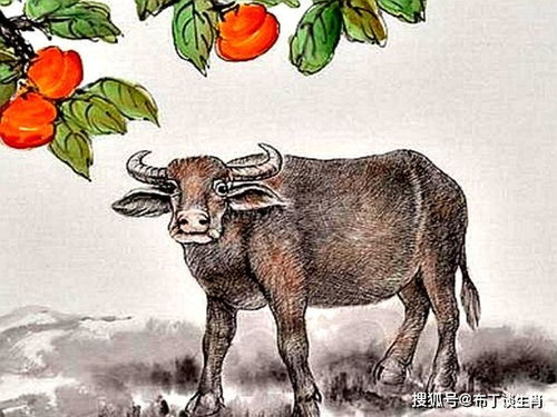 屬牛海底金命人受什麼佛保護,屬象與佛祖