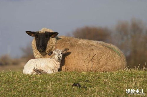 五行缺火金的名字屬羊,姓羅女孩屬羊缺火取什麼名字好
