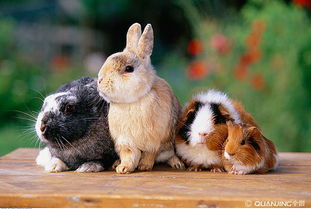 四月出生屬兔落日金顏色,外公屬鼠36年農歷4月出生外婆屬兔39年農歷3月出生?