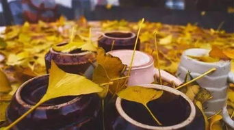 秋天五行屬金吃什麼食物,秋季宜食哪些食物