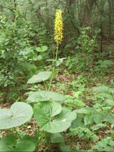 單邊金藻屬拉丁文,請問為什麼每種植物的介紹都會有拉丁文