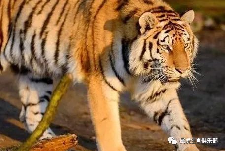 老虎號碼那個屬火,屬虎的貴人是什麼屬相?