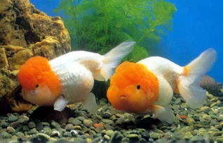 五行屬火養魚幾條,養魚養多少好教你屬相風水養魚養幾條好