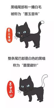 貓取名帶五行屬金,命里缺金,怎麼取名