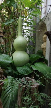 五行屬木的行業有哪些,五行屬木的行業有哪些?