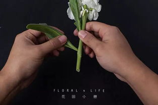 家養花卉哪些是屬金的,請問五行屬金的植物花卉有哪些?主要放在辦公室,稍微有些觀賞性