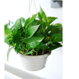 屬金的家裡不宜種什麼植物,客廳養花風水禁忌有哪些