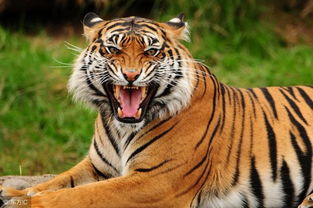 60歲屬虎是佛金命嗎,十二生肖佛肖是哪幾個