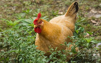 屬龍和屬雞的都是木命,屬雞一生要遠離的屬相是什麼?