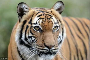 吉林省74屬虎退休金,74年出生的哪一年能退休