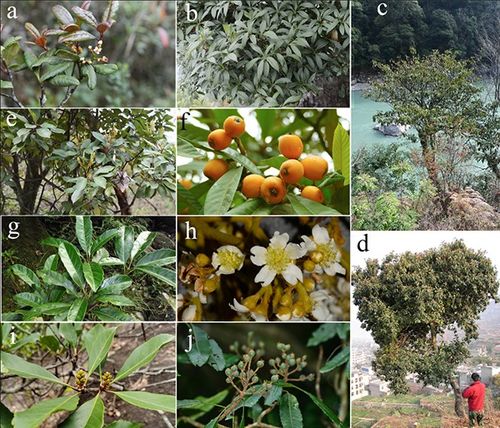 火棘屬和枇杷屬區別,常見的薔薇科樹種有哪些?請按照亞科 屬歸類