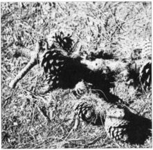 天熱的時候屬火嗎,天熱了老是上火.喝什麼可以下火?